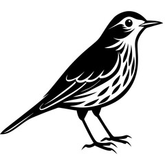 Pipit bird black silhouettes on white background