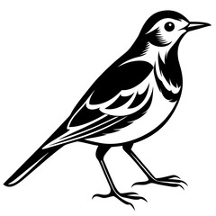 Pipit bird black silhouettes on white background