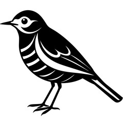 Pipit bird black silhouettes on white background