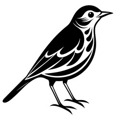 Pipit bird black silhouettes on white background