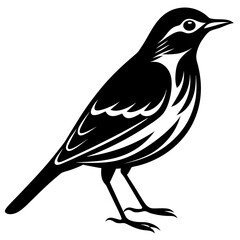 Pipit bird black silhouettes on white background