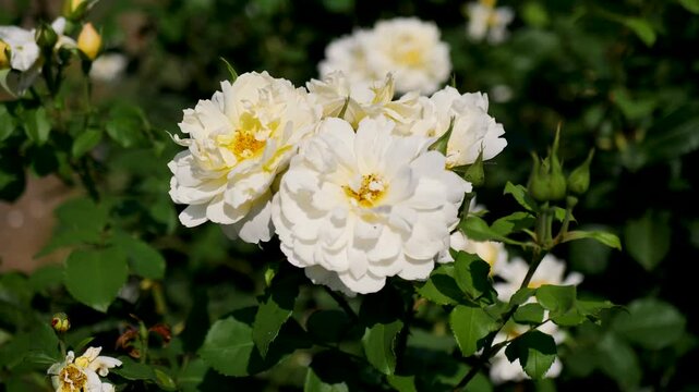 Slow motion still shot of white floral bunch of plant roses in garden bed stem petals leaves nature in Portland Oregon USA America foliage nature blooms flora horticulture