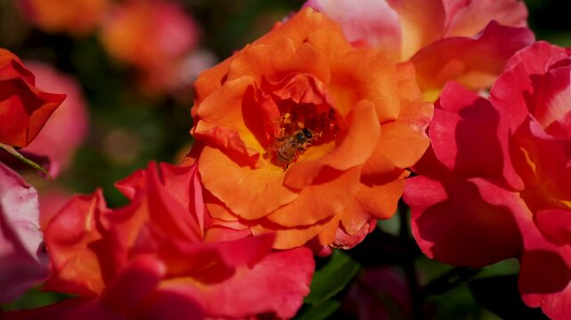 Slow motion close-up of honeybee pollenating inside of orange red rose plant flower seeds in Portland gardens plants of Oregon forest USA America nature buzzing outdoors