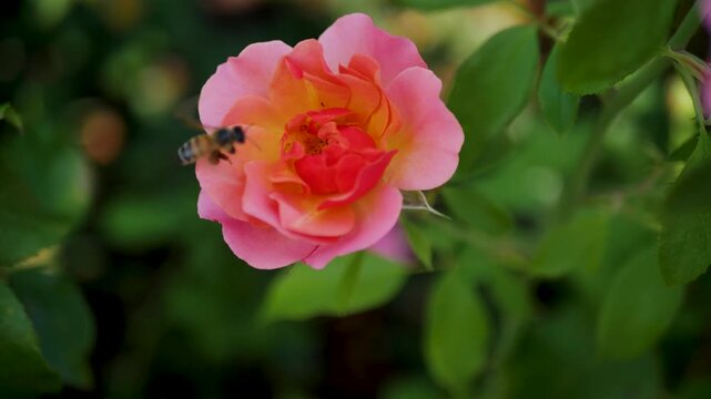 Slow motion close-up of bee buzzing around inside of pink rose flower in gardens of Portland Oregon USA America nature outdoors insects plants honeybee wildlife