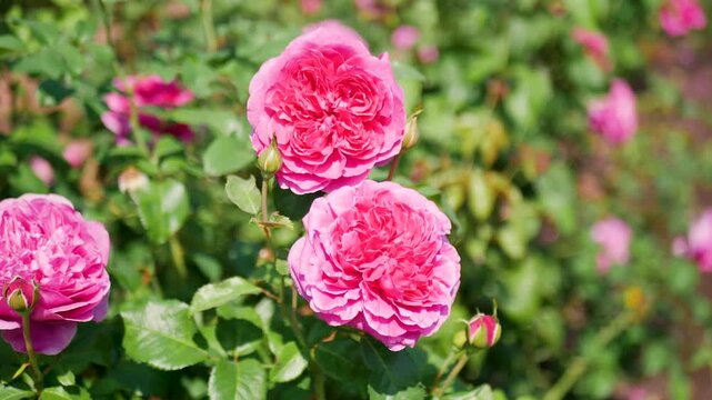 Slow motion collection of thorny beautiful floral pink roses in flowerbed gardens of Portland Oregon USA America nature blossoms greenery foliage Summer travel holidays