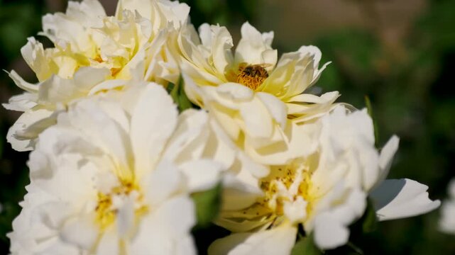 Slow motion shot of bee buzzing and pollenating inside of white floral rose flower plant seeds in Rose Gardens of Portland Oregon USA America blooms flora wildlife honey