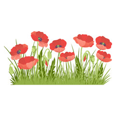 red poppies and green grass, field flowers, vector drawing wild plants at white background, floral elements, hand drawn botanical illustration