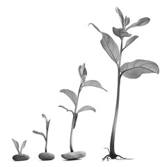 A sequence of three young plants, progressively growing taller from left to right