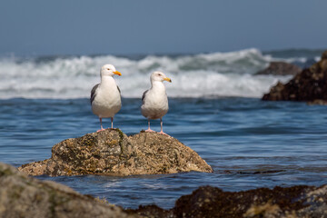 Two Gulls on a rock with the ocean waves in the background.