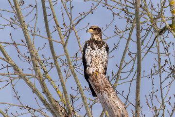 Juvenile Bald Eagle