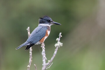 Belted Kingfisher perched.