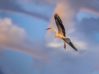 Obraz premium White Stork flying in the sky