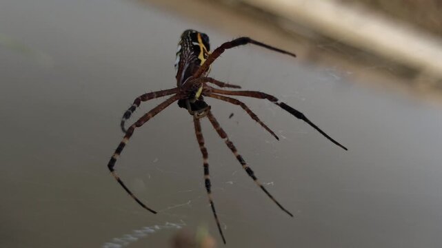 the spider
