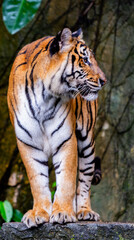 Tigers are fierce wild animals.