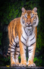 Tigers are fierce wild animals.