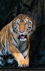 Tigers are fierce wild animals.