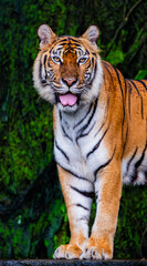 Tigers are fierce wild animals.