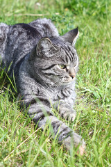 A cute gray tabby cat is lying on the green grass and looking away.