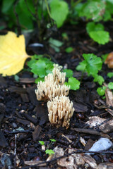 Delicate white coral fungus and vibrant green clover in lush garden setting.