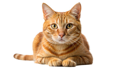 Obraz premium Orange tabby cat sitting, isolated on black backdrop