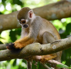 Monkey inspecting its tail.