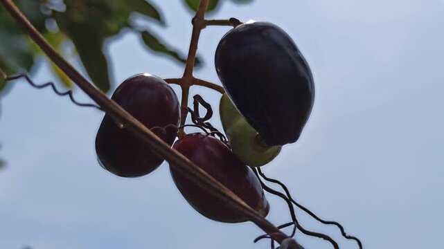 Syzygium cumini