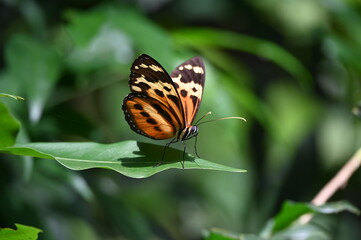 Orange butterfly on a leaf