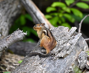 Obraz premium Chipmunk on a log. 