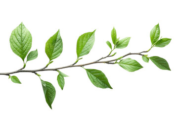Fototapeta premium Branch with green leaves on white background.