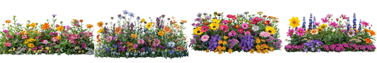Obraz premium Vibrant flower bed with colorful flowers on white background.