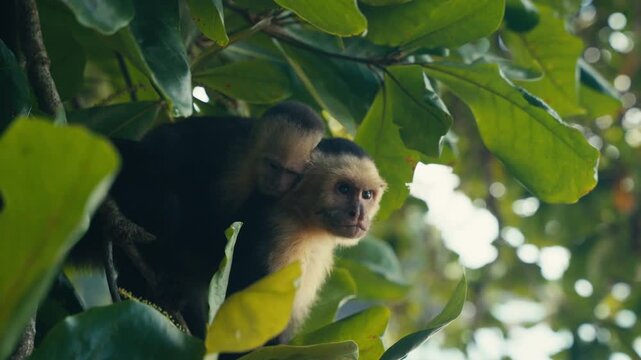 Curious wild Capuchin Monkey in a tropical jungle 