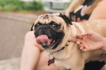 Young woman sitting on a basketball court with her pug dog, smiling and bonding.

