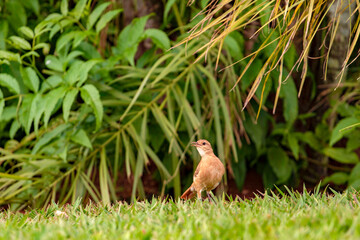 Brown bird, Rufous Hornero, in the grassy bush