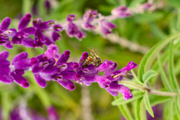 Bee collecting pollen and honey from lavender flower in pink flower garden