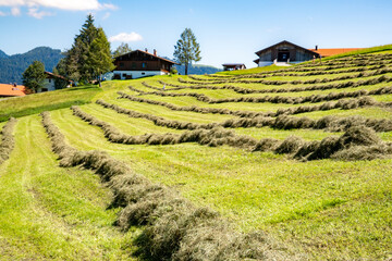 Hay harvest in the mountains (Tyrol, Austria). Grass gathered in rows, turned and dried (called windrow, swath or hay swathe). © Sandra Alkado