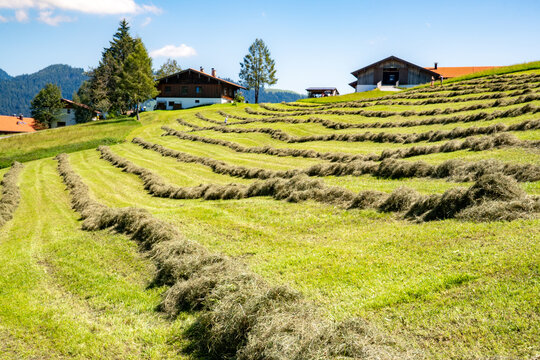 Hay harvest in the mountains (Tyrol, Austria). Grass gathered in rows, turned and dried (called windrow, swath or hay swathe).