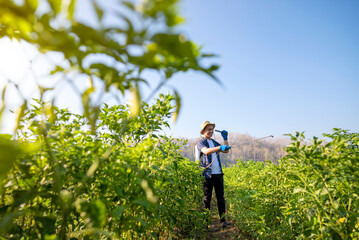 A man in a blue shirt and hat is spraying a field of green plants