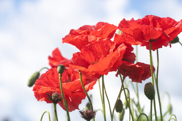 Poppy flower and buds against the blue sky. 
