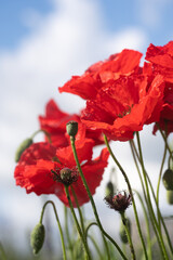 Poppy flower and buds against the blue sky. 