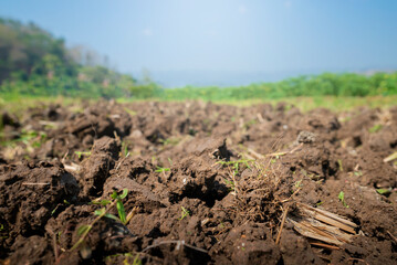 A field of dirt with a few weeds and grass