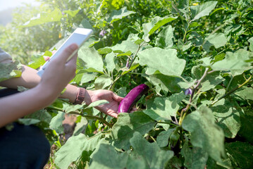 A person is holding a eggplant vegetable in a garden