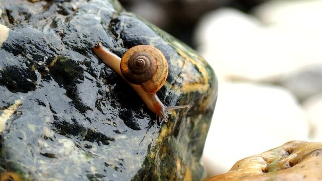 Little snail is climbing on rock, out door Chiangmai Thailand.