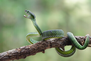 Fototapeta premium Trimeresurus calamitas with defensive position on branch, Trimeresurus calamitas on tree, Indonesian viper snake