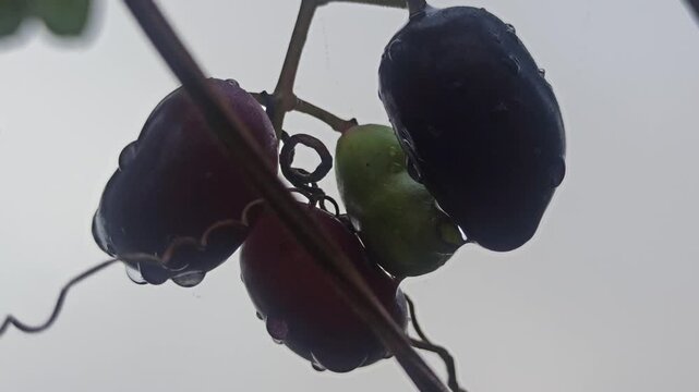 Syzygium cumini