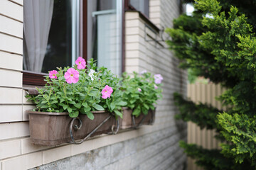 Wall exterior siding house architecture sidewalk and multicolored flowers petunia