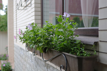 Wall exterior siding house architecture sidewalk and multicolored flowers petunia