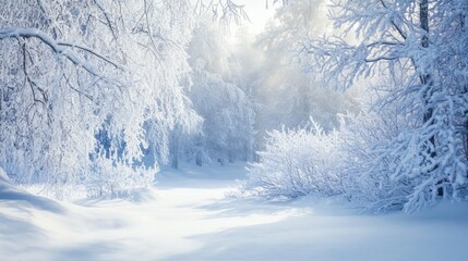 A serene winter landscape with snow-covered trees and soft light filtering through.