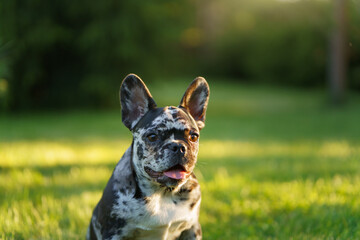 A French Bulldog shows a deep, thoughtful expression, looking up with keen eyes in a serene green...