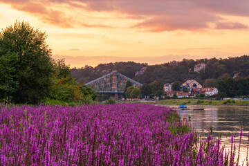 Beautiful sunset on  river Elbe. View through pink flowers on  ancient bridge -  Blue Miracle....