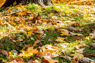 Cute squirrel in autumn leaves. Fall season in park. City park wildlife. Ginger color fur. Long fluffy tail. Cute animal in Autumn forest.